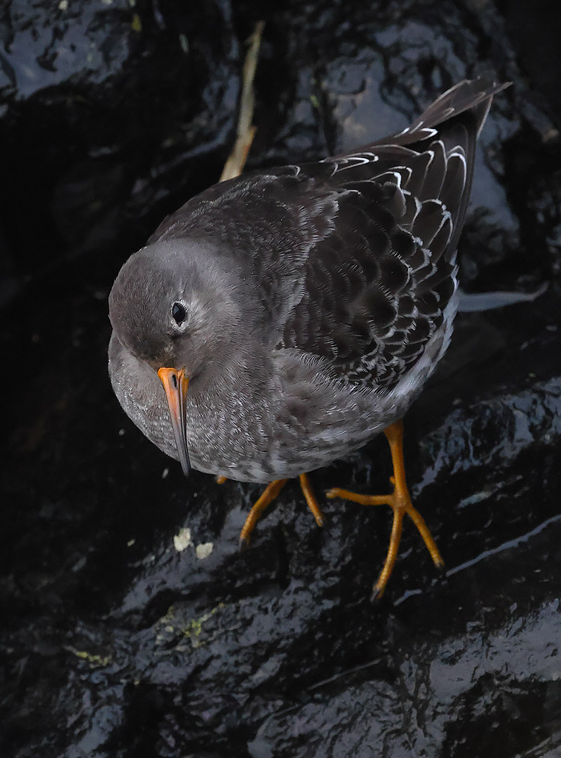 Purple sandpiper